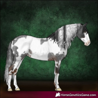 Horse Color:White Spotted Liver Red Roan Frame Rabicano