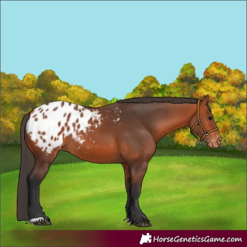 Horse Color:Bay Appaloosa 