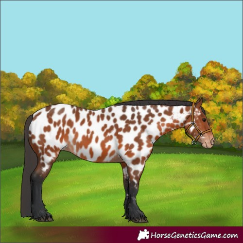 Horse Color:Bay Near Leopard