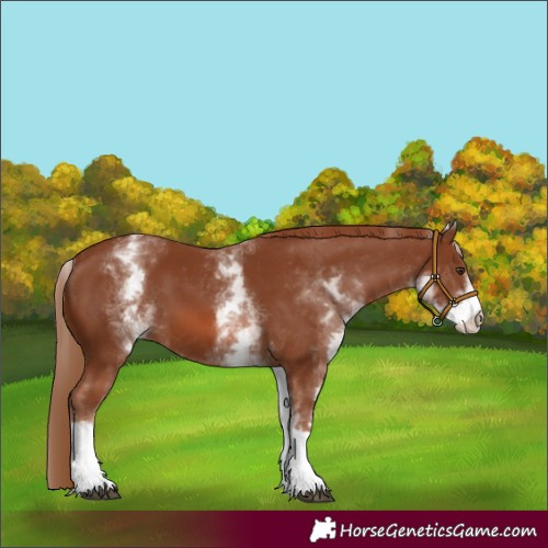 Horse Color:White Spotted Chestnut Tobiano 