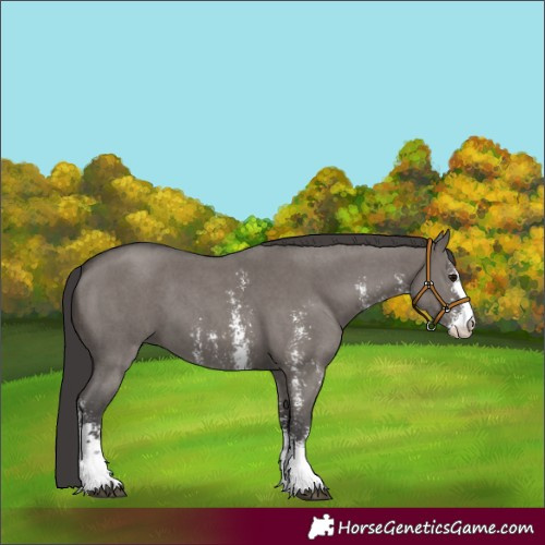 Horse Color:Smoky Grullo Sabino 