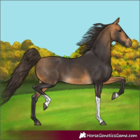 Horse Color:Buckskin Tobiano 