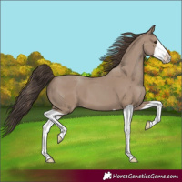 Horse Color:Classic Champagne Splash
