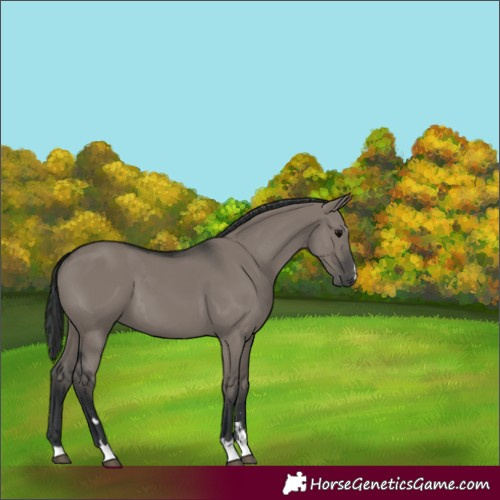 Horse Color:Grullo 