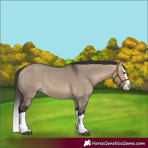 Horse Color:Bay Dun Splash 