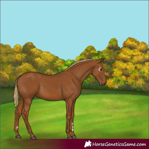 Horse Color:Gray Chestnut 