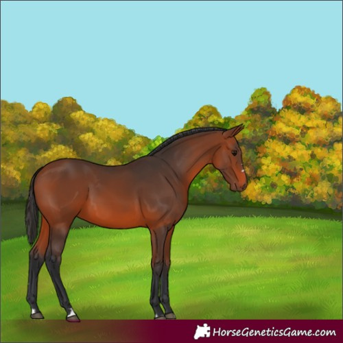 Horse Color:Bay 