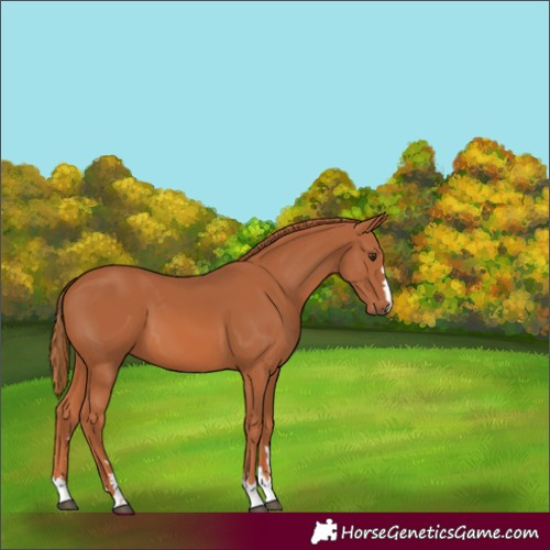 Horse Color:Chestnut 