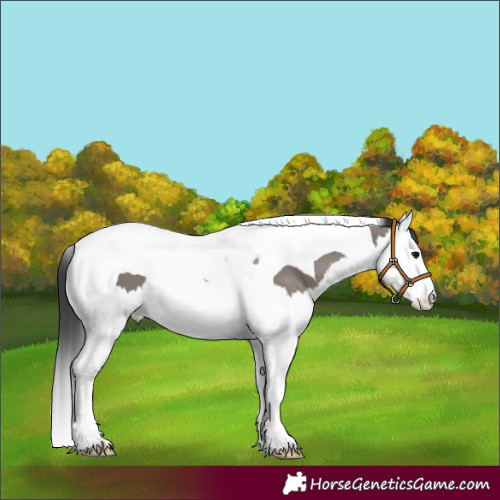Horse Color:Grullo Splash Tobiano 
