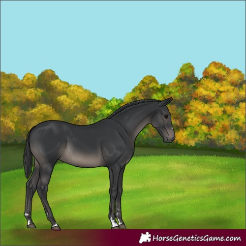 Horse Color:Black 