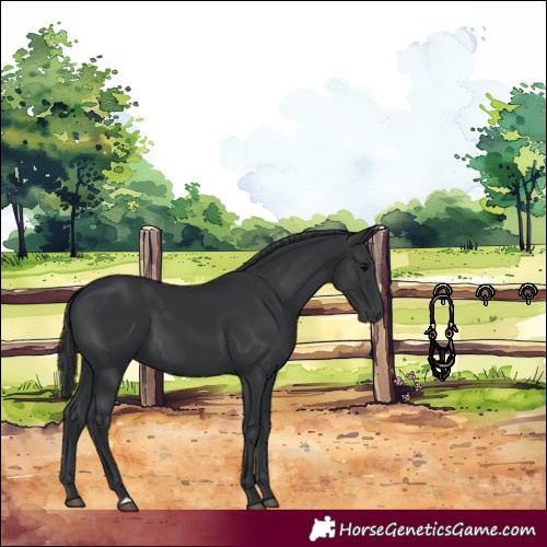 Horse Color:Black 