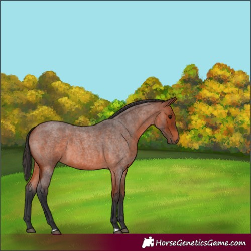 Horse Color:Bay Roan 