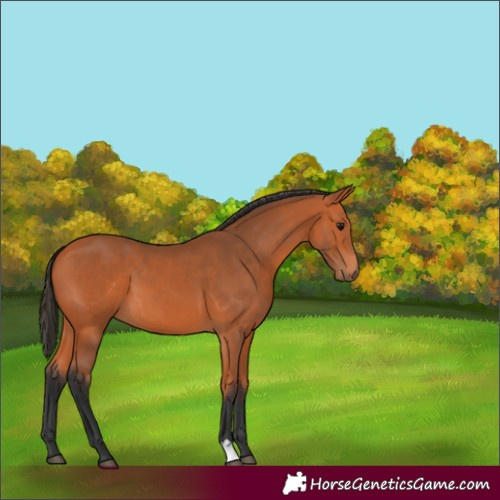 Horse Color:Bay 