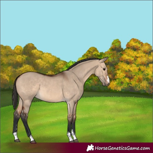 Horse Color:Bay Dun 