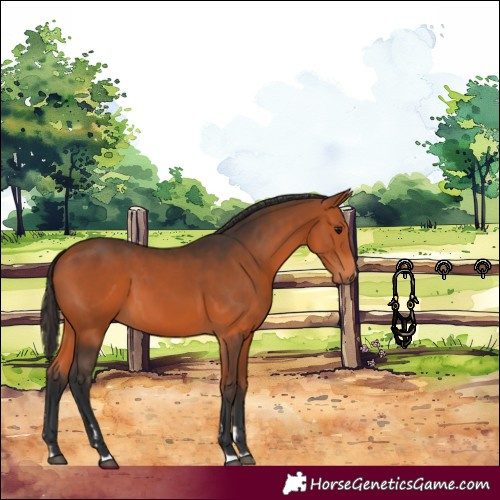 Horse Color:Bay 