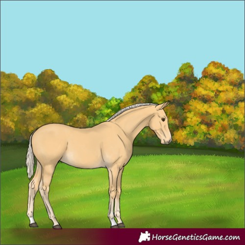 Horse Color:Palomino 