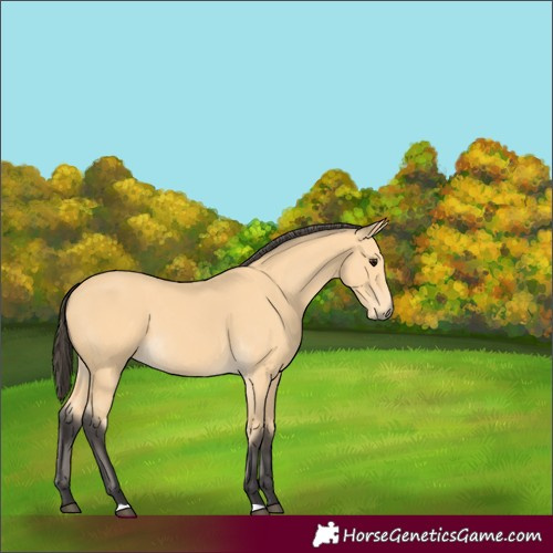 Horse Color:Buckskin 