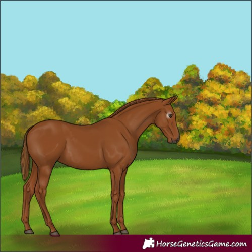 Horse Color:Gray Chestnut 