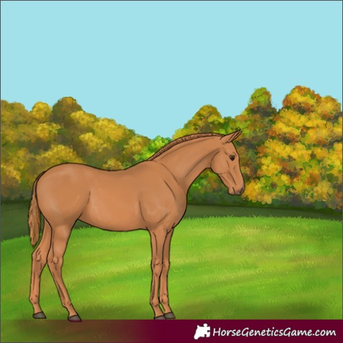Horse Color:Chestnut 
