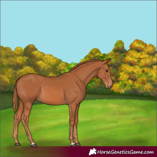 Horse Color:Chestnut 