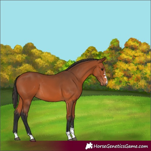 Horse Color:Bay 