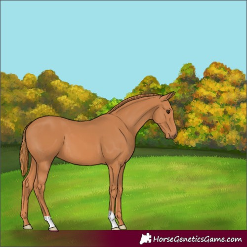 Horse Color:Chestnut 
