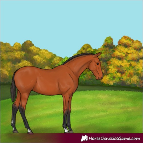 Horse Color:Bay 