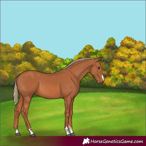 Horse Color:Chestnut 