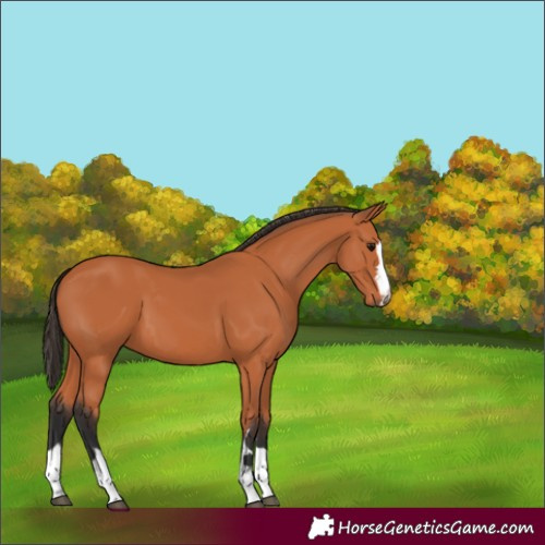 Horse Color:Bay 