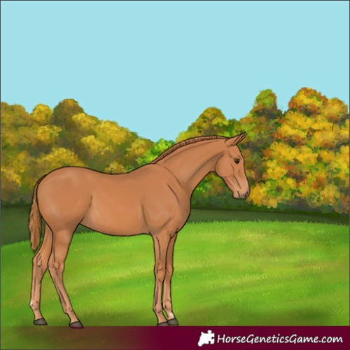 Horse Color:Chestnut 