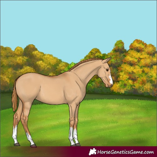 Horse Color:Red Dun 