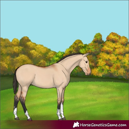 Horse Color:Bay Dun 