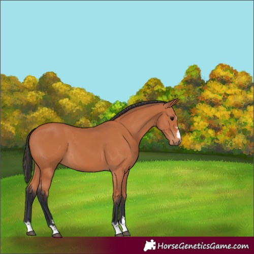 Horse Color:Bay 