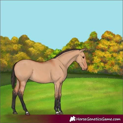 Horse Color:Bay Dun 