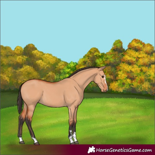 Horse Color:Bay Dun 
