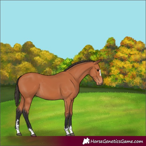 Horse Color:Bay 