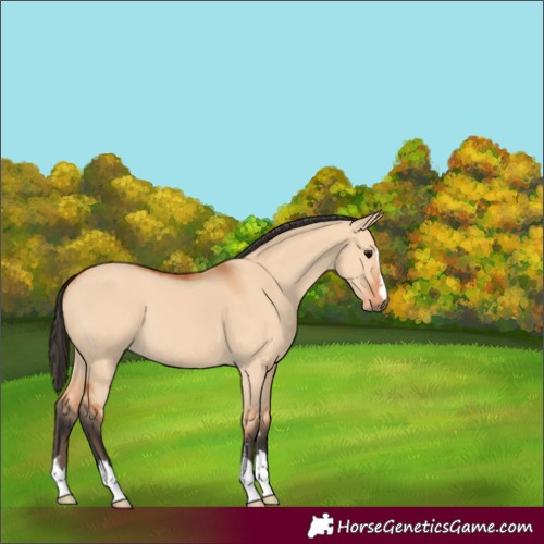 Horse Color:Bay Dun 