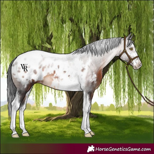 Horse Color:Brown Sabino Tobiano Blanket Rabicano