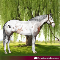 Horse Color:Brown Sabino Tobiano Appaloosa Rabicano 