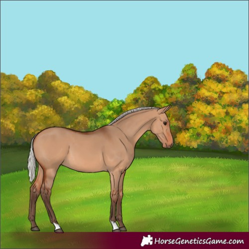 Horse Color:Silver Bay Dun 