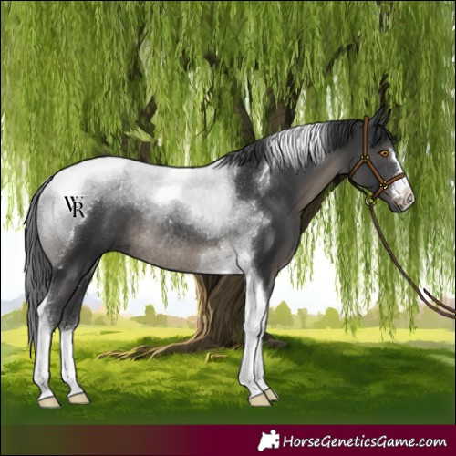 Horse Color:Black Tobiano Rabicano