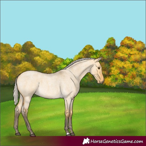 Horse Color:Silver Buckskin Roan Dun 