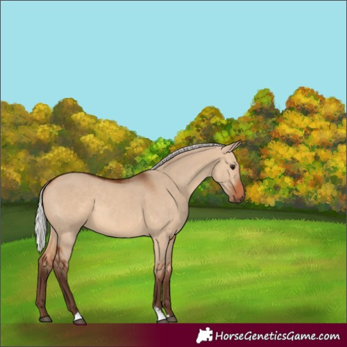 Horse Color:Silver Brown Dun 