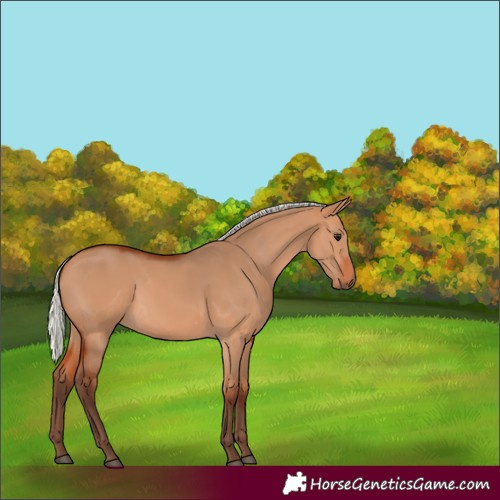 Horse Color:Silver Bay Dun 