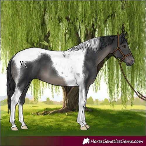 Horse Color:Black Tobiano