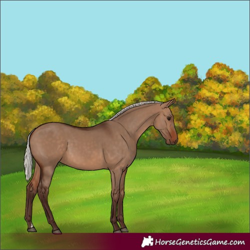 Horse Color:Silver Bay Dun 