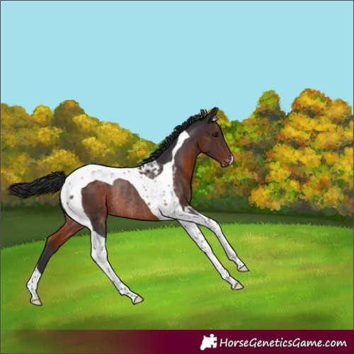 Horse Color:Brown Tobiano Varnish Rabicano