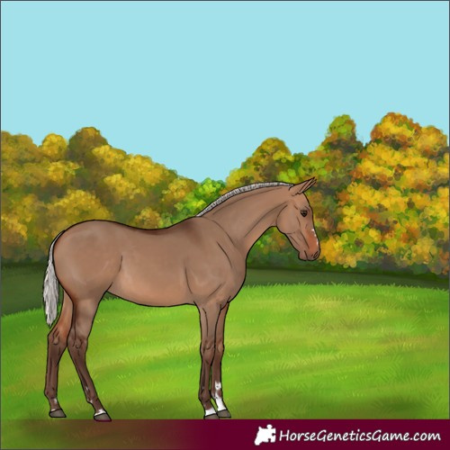 Horse Color:Silver Bay Dun 