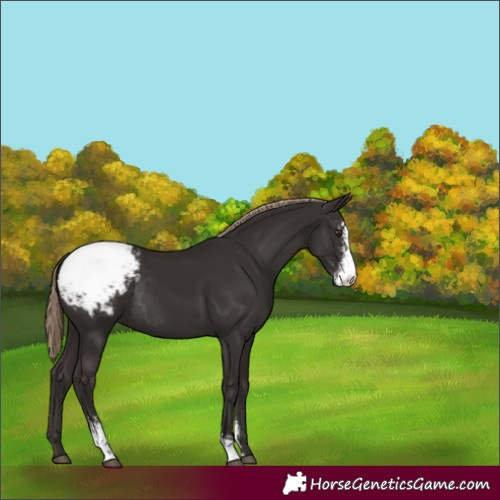 Horse Color:Liver Chestnut Sabino Snowcap Rabicano