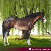 Horse Color:Brown Sabino Rabicano